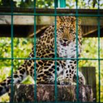 動物園のヒョウ